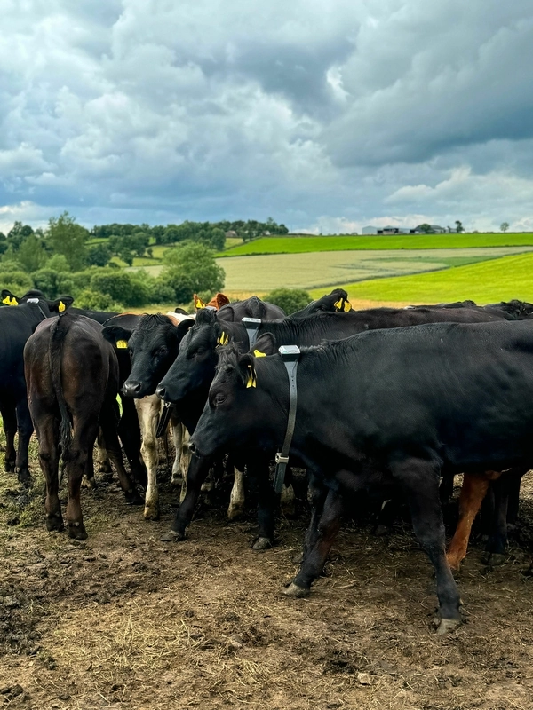 QMS to Showcase Innovation at RNAS BeefTech 25