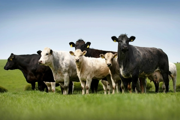 QMS launches support programme to help Scottish red meat supply chain ‘meat’ its potential