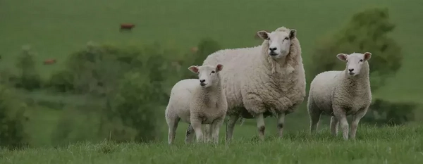 Vacancy: Monitor Farm Regional Advisor