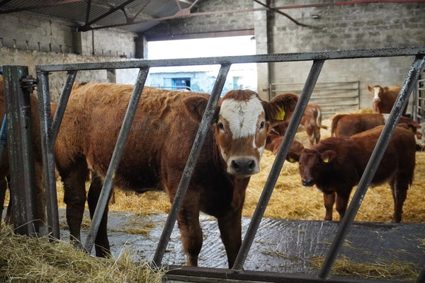 ‘Prepare now’ advice as Monitor Farm reveals true cost of pneumonia in young cattle