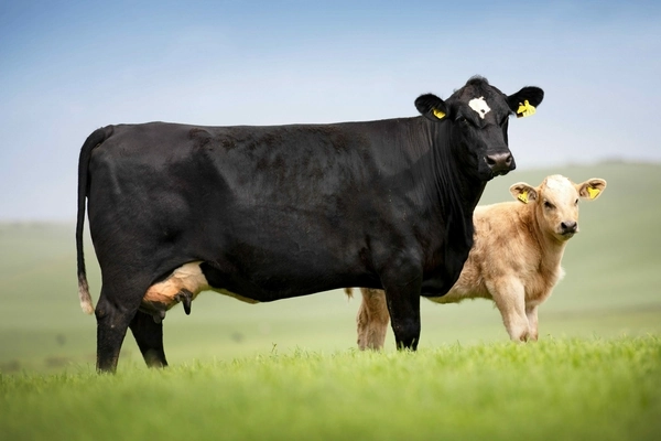 A Green Cow is a Good Cow for Both Business and Environment