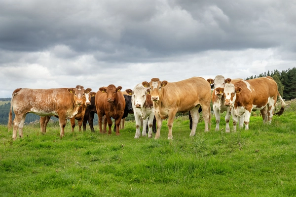 QMS reflects on first year of pioneering Environment Baselining Pilot