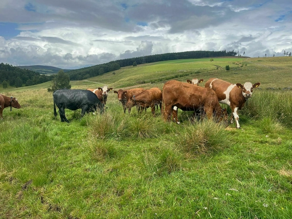 Virtual fencing project’s summer of progress on Monitor Farms