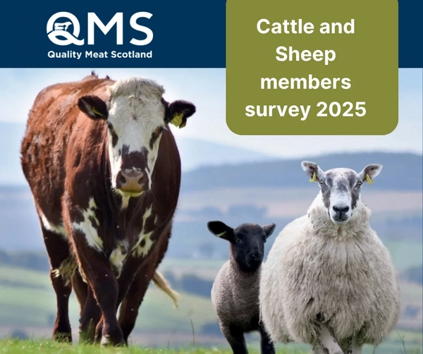 QMS Launches 2025 Survey for Cattle & Sheep Assurance Scheme Members
