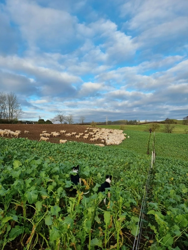 Stirlingshire Monitor Farm open meeting to ask ‘What are you feeding for?’