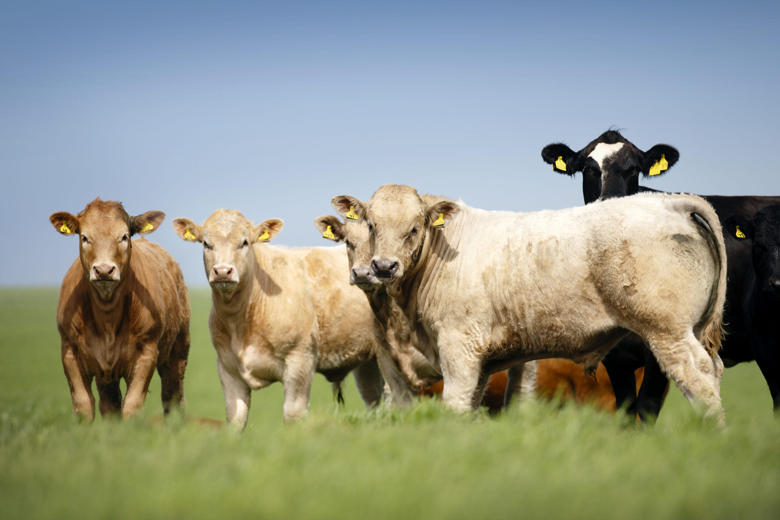 Hundreds of industry leaders set to attend QMS’s ‘Future Thinking on Red Meat’ conference