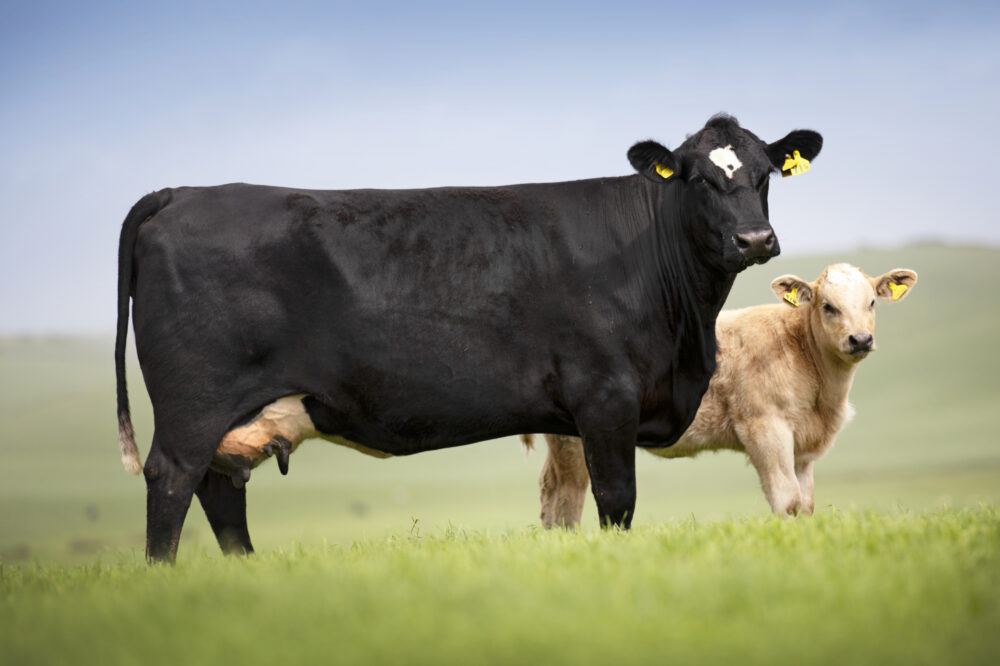 Get the Latest on Antimicrobial Use at AgriScot 2025