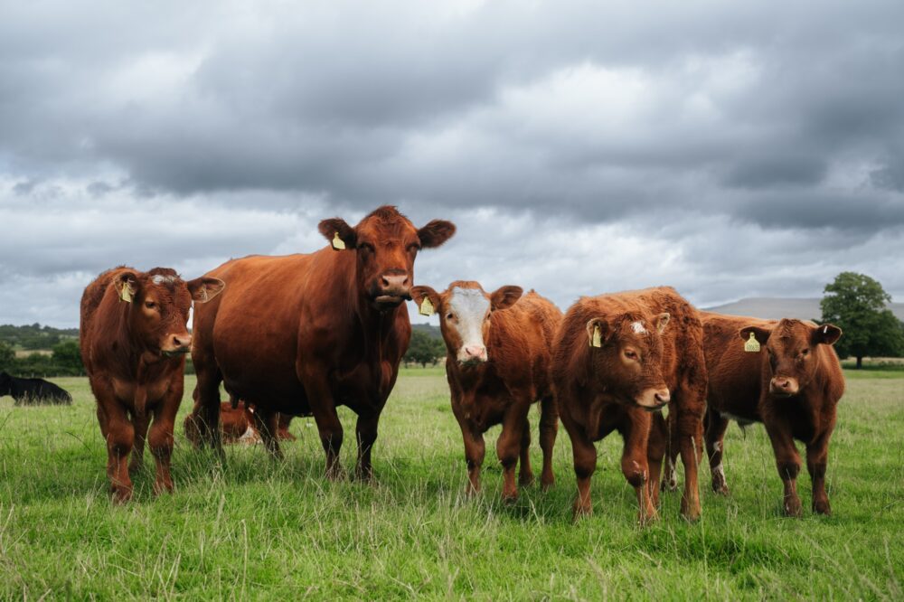 QMS Delays SPECC Update to Support Farmers Through Busy Spring