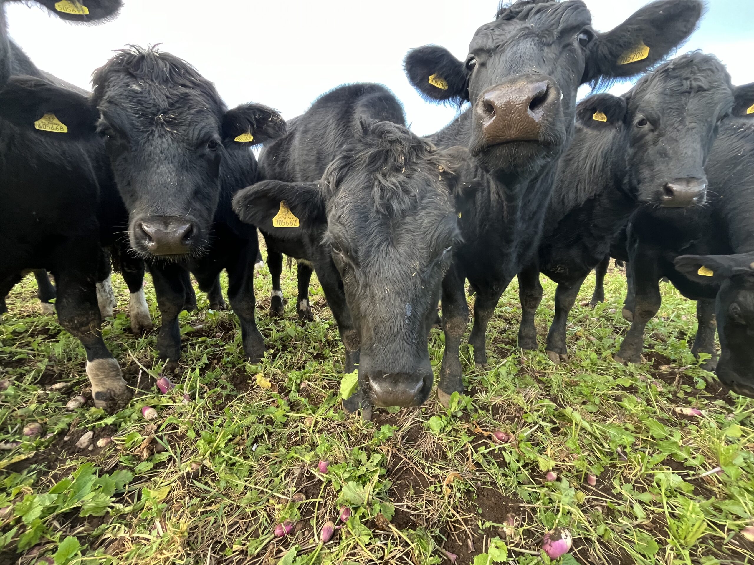 New Monitor Farm forage crop report gives in-depth view of overwintering options  