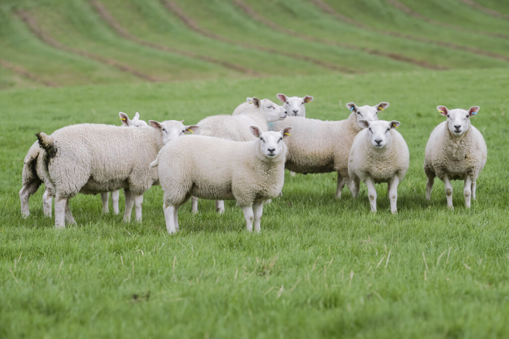 Quality Meat Scotland launches Sheep Health Survey to help shape future research priorities