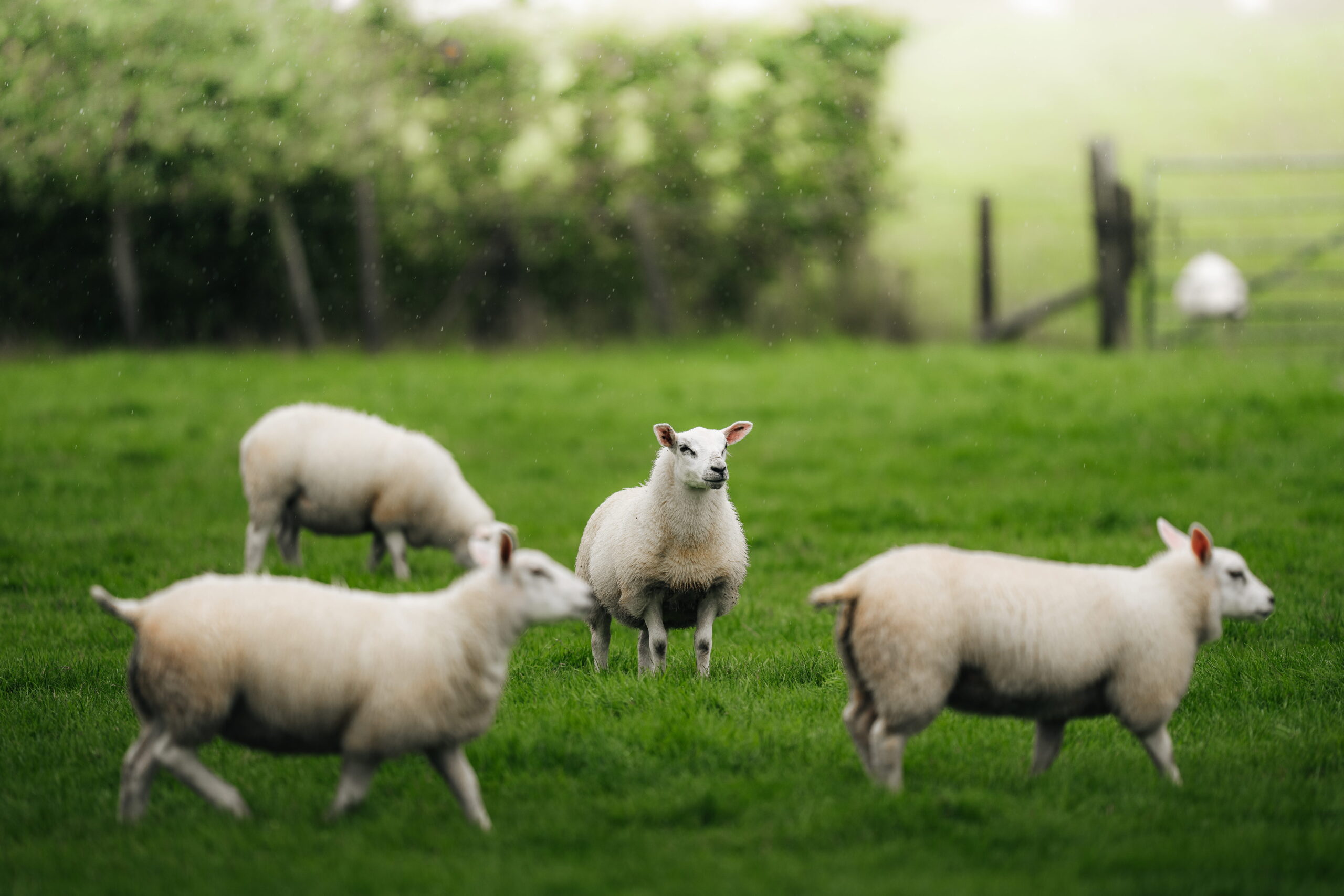 QMS to spotlight economic opportunity of Scotland’s sheep sector at Scotsheep 2026 