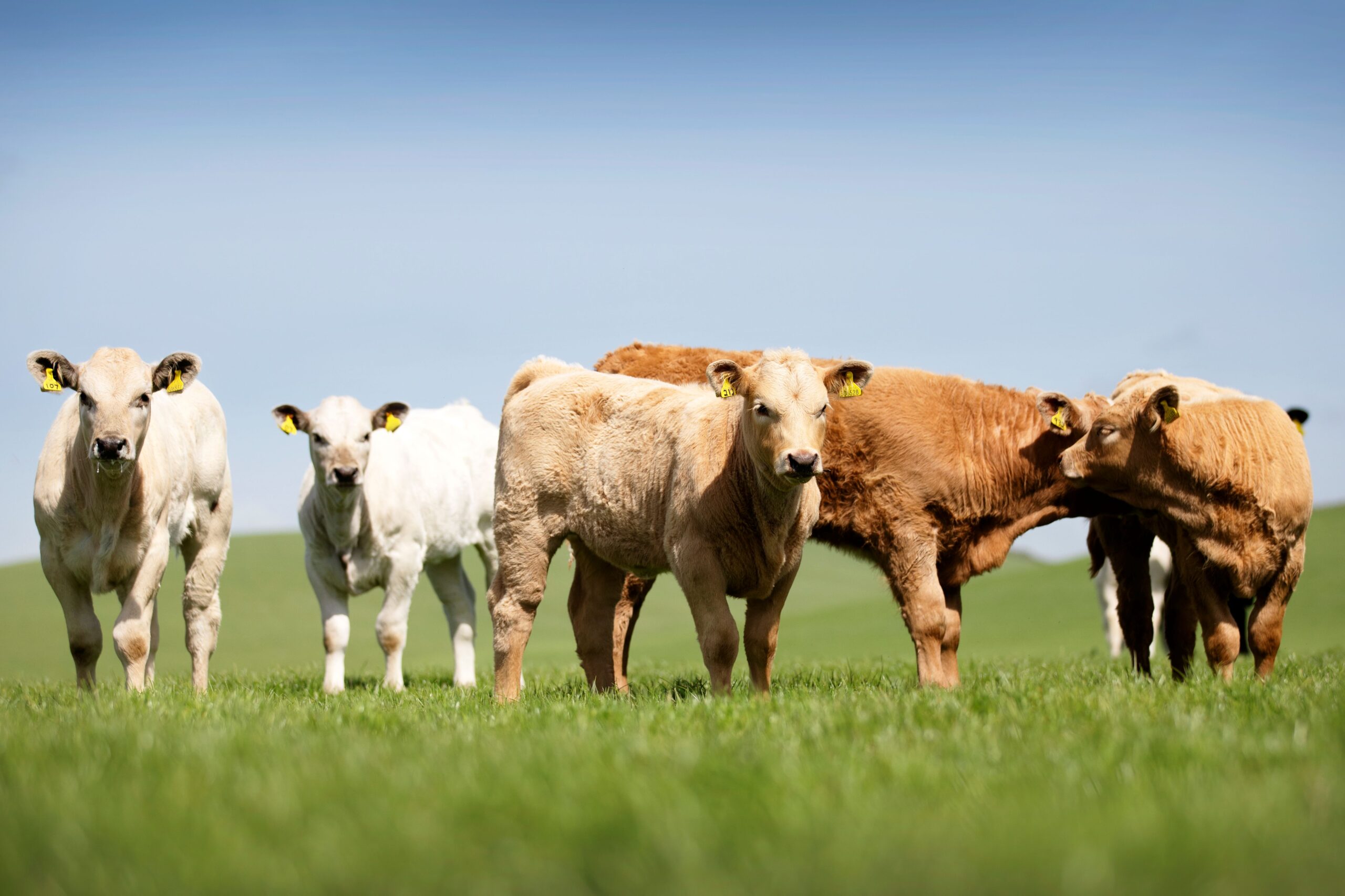 Scottish cattle population continues to show signs of stabilisation  