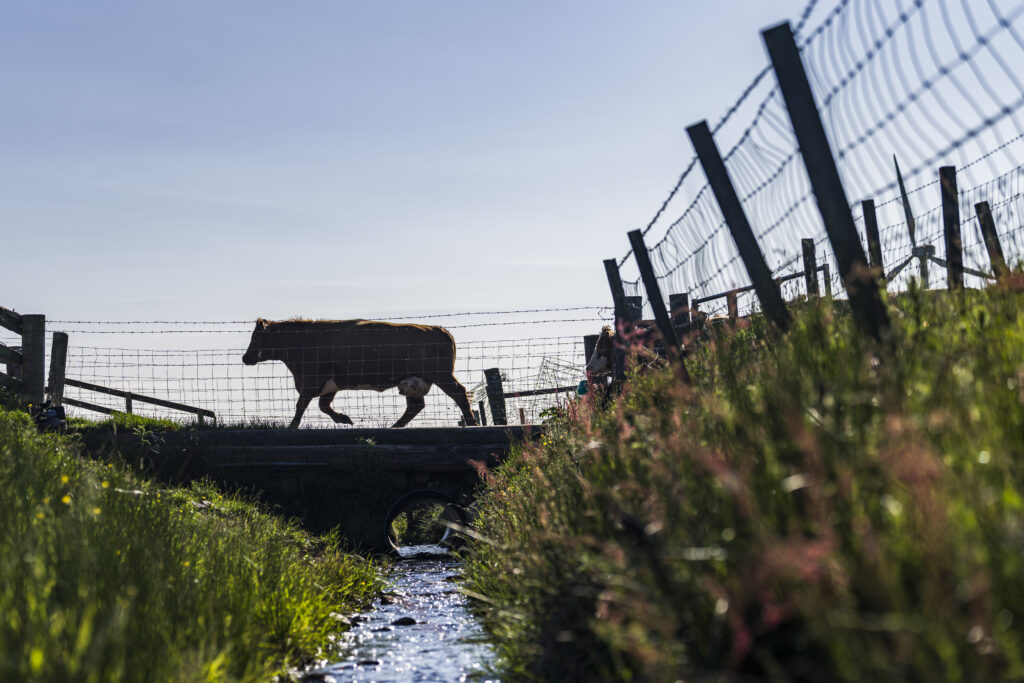 Scotland’s AMU pilot helps safeguard antimicrobials, animal welfare and profitability  