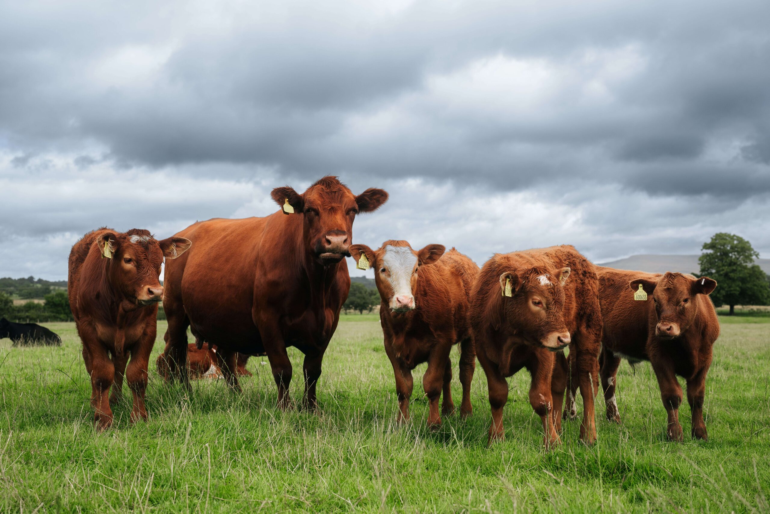 Scottish cattle supplies edge closer to stability  