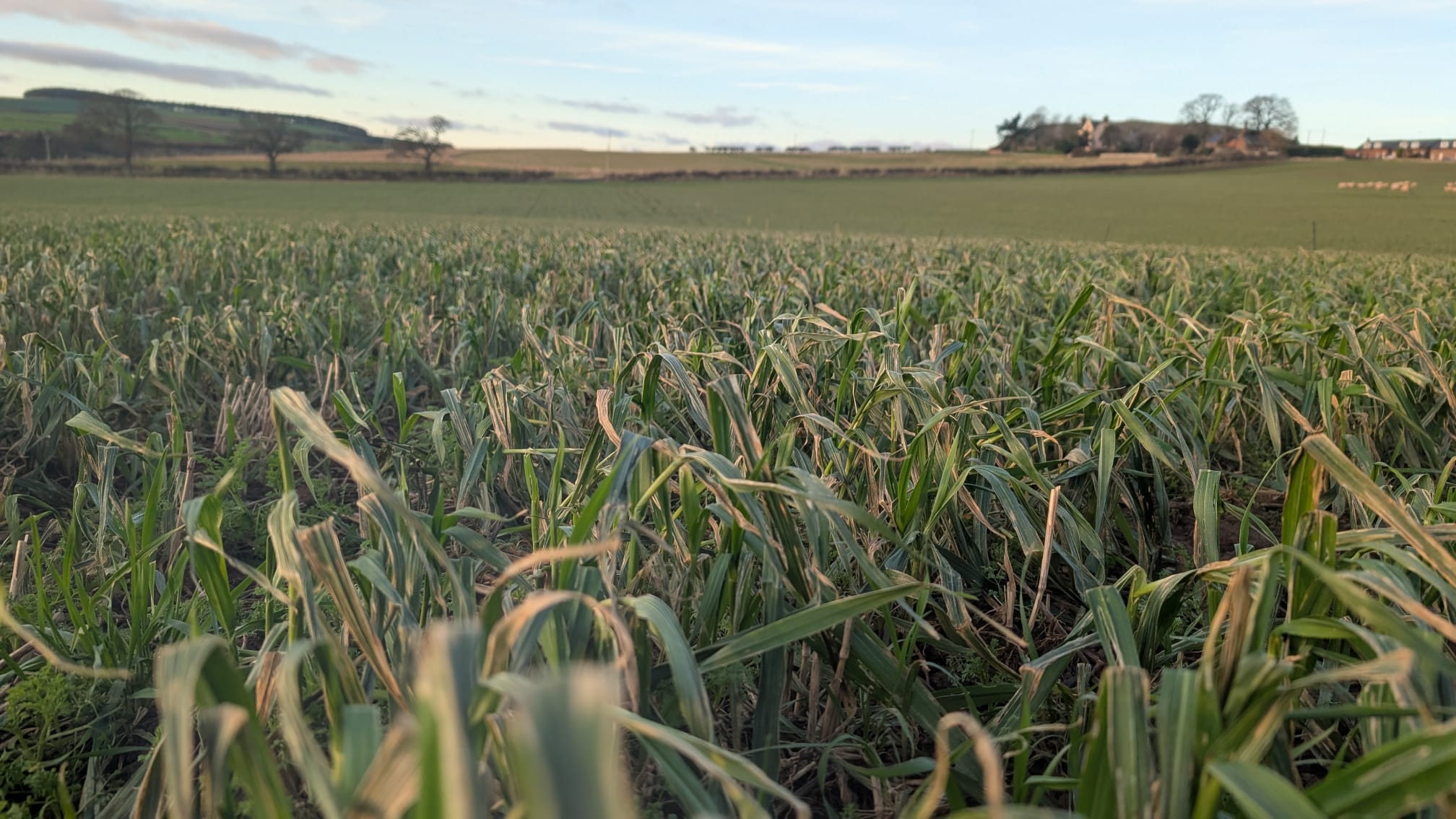Arable and sheep farmers could benefit from co-operating on cover crop grazing  